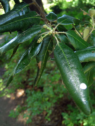Quercus ilex (Holm oak, Holly oak) 