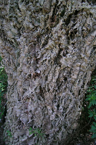 Quercus suber (Cork Oak)