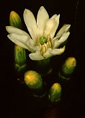 Anthocleista grandiflora