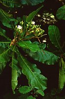 Anthocleista grandiflora