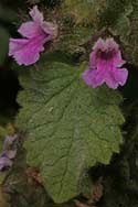 Ballota africana (Cat herb)