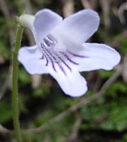 Streptocarpus rexii