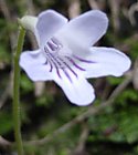 Streptocarpus rexii