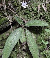Streptocarpus rexii
