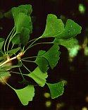 Ginkgo biloba