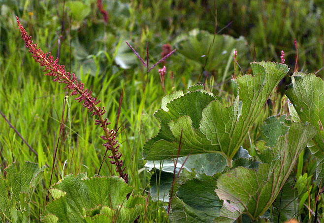 Gunnera perpensa