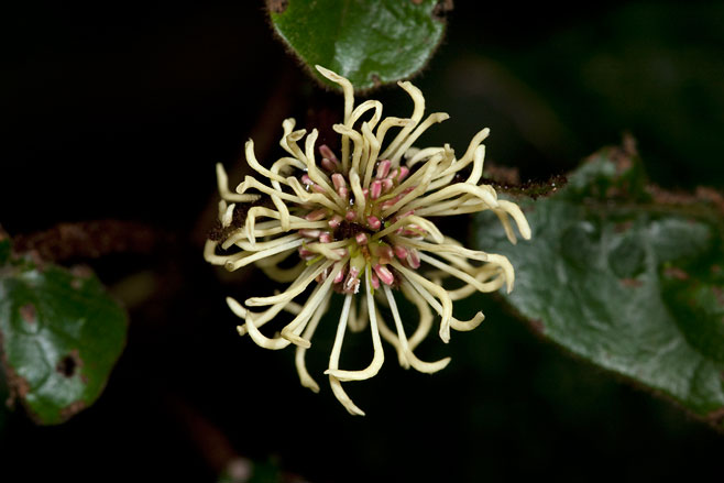 Trichocladus crinitus (Black Witch-hazel)