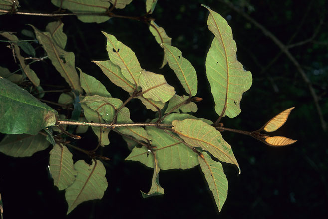 Trichocladus crinitus (Black Witch-hazel)