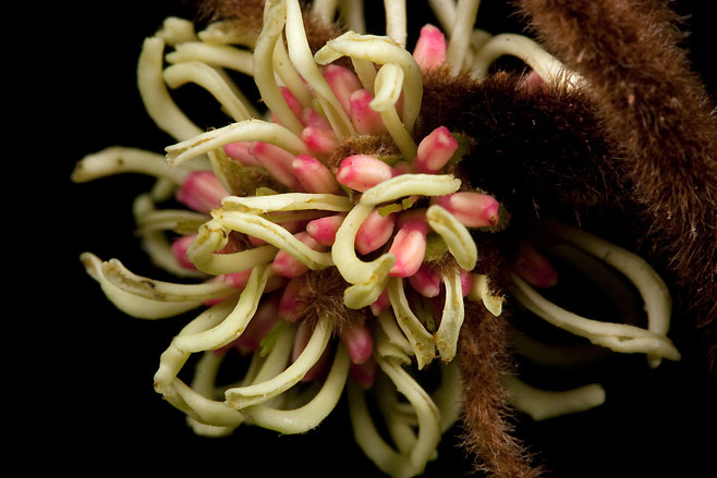 Trichocladus crinitus (Black Witch-hazel)