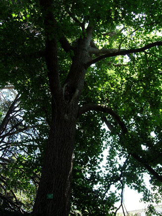 Liquidambar styraciflua (American Sweet Gum or Red Gum)