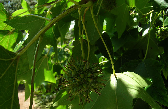 Liquidambar styraciflua (American Sweet Gum or Red Gum)
