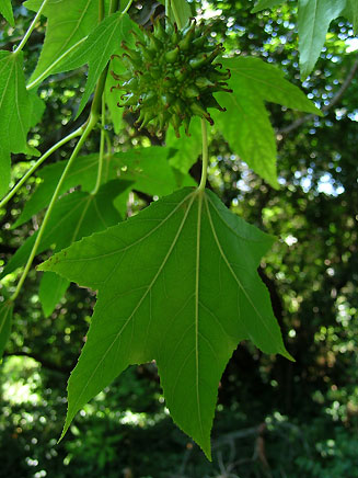 Liquidambar styraciflua (American Sweet Gum or Red Gum)