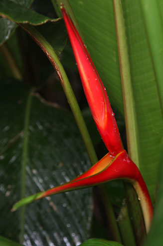 Heliconia angusta