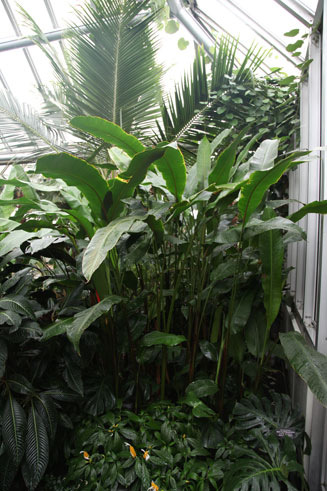 Heliconia angusta