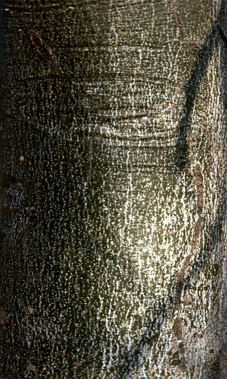 Gyrocarpus americanus subsp. africanus