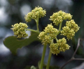 Gyrocarpus americanus subsp. africanus