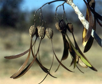 Gyrocarpus americanus subsp. africanus