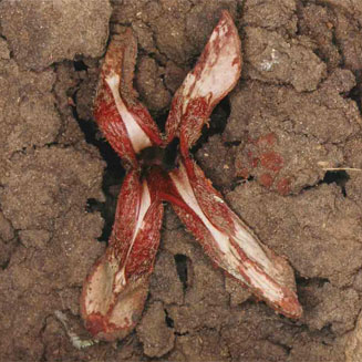 Hydnora abyssinica