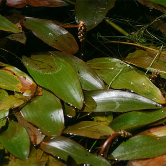Potamogeton nodosus 