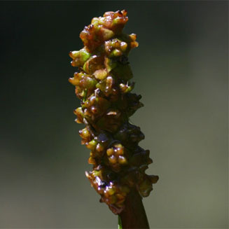 Potamogeton nodosus 