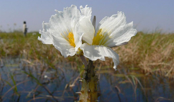 Ottelia muricata 