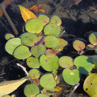 Limnobium laevigatum (Amazon frogbit, West Indian sponge-plant)