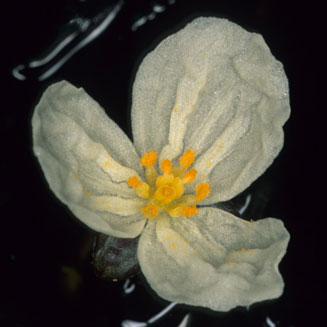 Egeria densa (Dense water weed)
