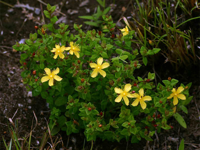 Hypericum aethiopicum