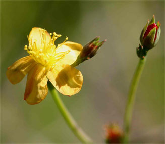 Hypericum lalandii