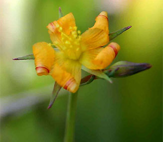 Hypericum lalandii