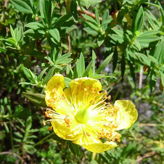 Hypericum revolutum
