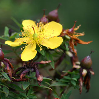 Hypericum revolutum