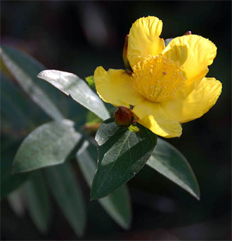Hypericum roeperianum