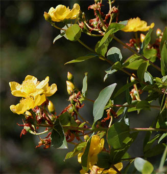 Hypericum roeperianum
