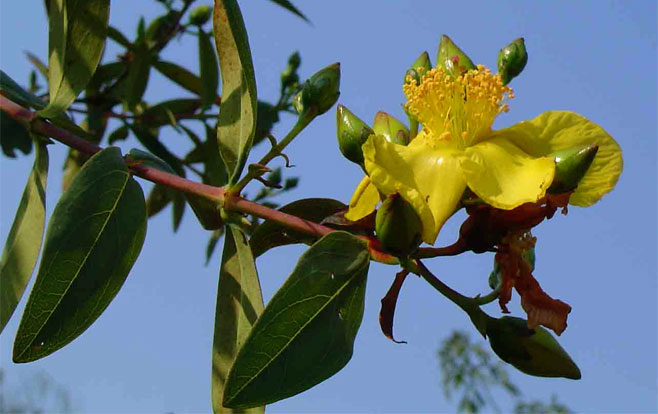 Hypericum roeperianum