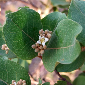 Psorospermum febrifugum