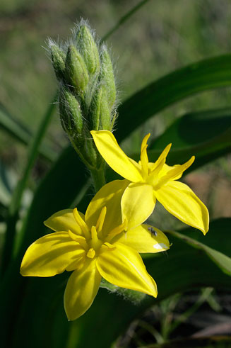Hypoxis hemerocallidea