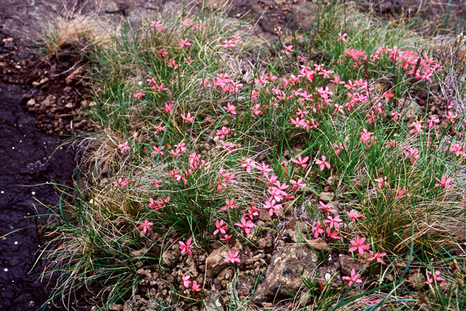 Rhodohypoxis baurii