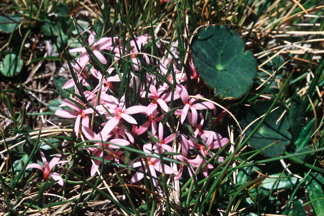 Rhodohypoxis rubella