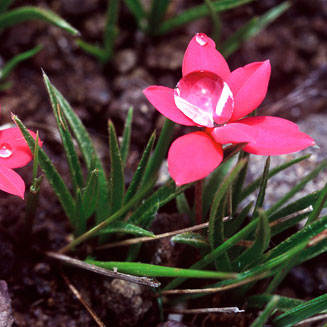 Rhodohypoxis baurii