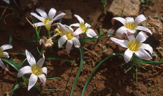 Saniella occidentalis