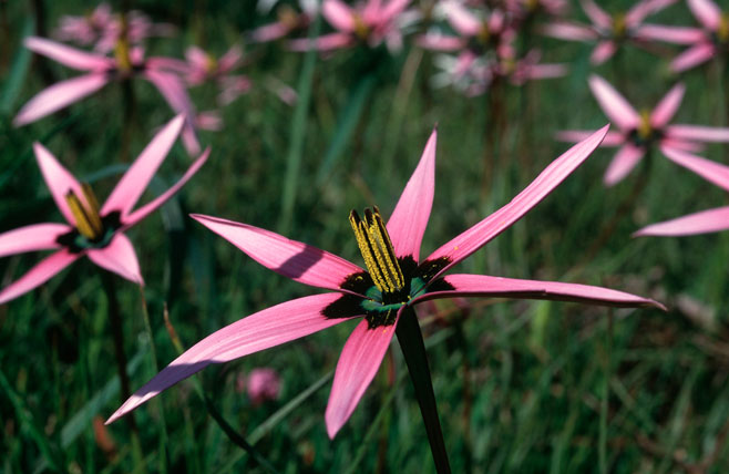 Spiloxene capensis