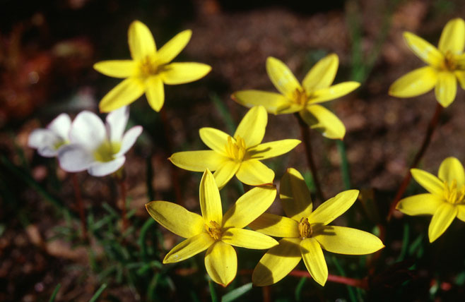 Spiloxene schlechteri