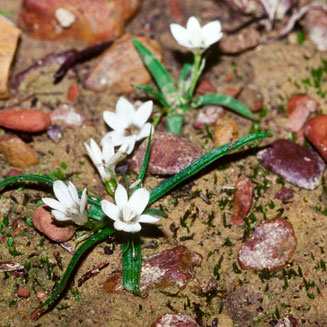 Pauridia longituba