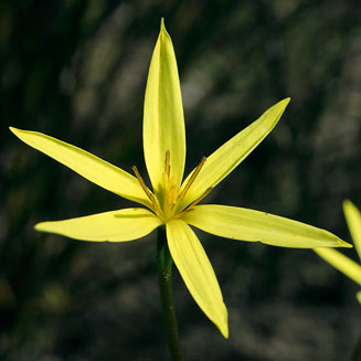 Spiloxene canaliculata
