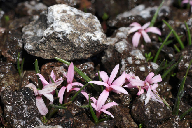 Rhodohypoxis rubella