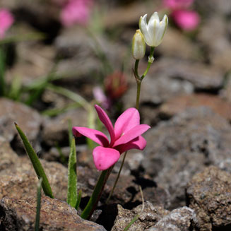 Rhodohypoxis baurii