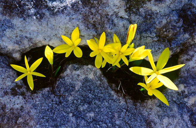 Spiloxene monophylla