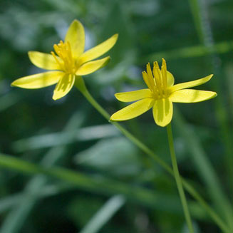Spiloxene trifurcillata