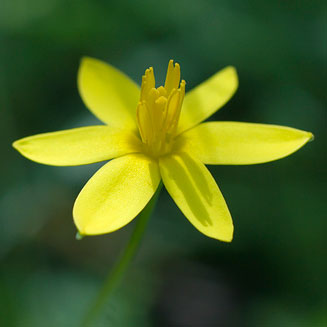 Spiloxene trifurcillata